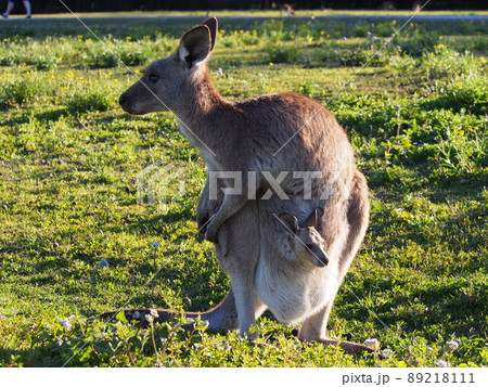 可愛いカンガルーの親子の写真素材 [89218111] - PIXTA