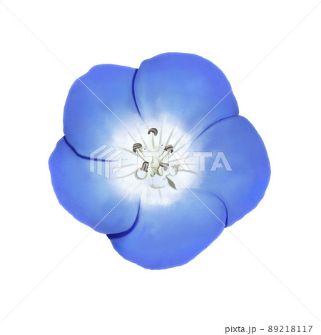 水彩風 鮮やかな青色のネモフィラの花 線画なしのイラスト素材