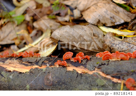 ヒイロタケ ヒイロタケ 89218141