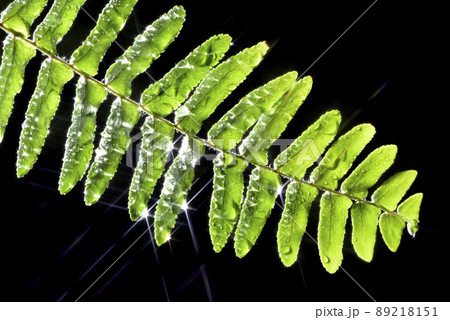 植物 植物画 植物学 89218151