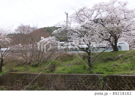 大阪府阪南市山中渓の桜風景 大阪府阪南市山中渓の桜風景 89218162