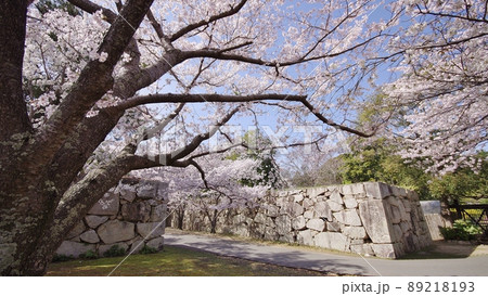 萩城跡と桜並木 萩城跡と桜並木 89218193