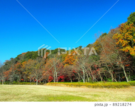 初冬の黄葉の21世紀の森と広場風景 89218274