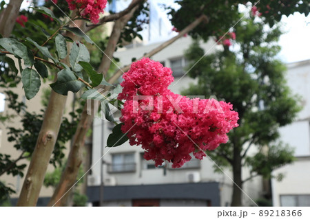 サルスベリ 89218366