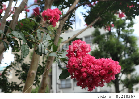 サルスベリ サルスベリ 89218367