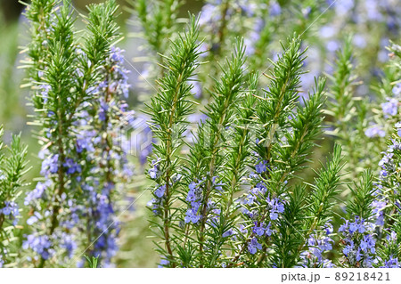 ローズマリー 89218421
