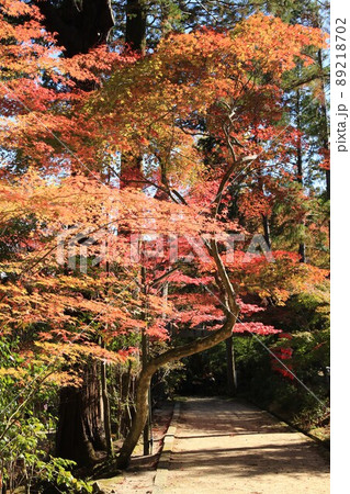 紅葉の参道 紅葉の参道 89218702