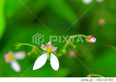 ユキノシタの花 89218760