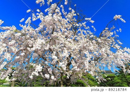 【香川県】晴天下の高松城の満開桜(玉藻公園 桜の馬場) 【香川県】晴天下の高松城の満開桜(玉藻公園 桜の馬場) 89218784