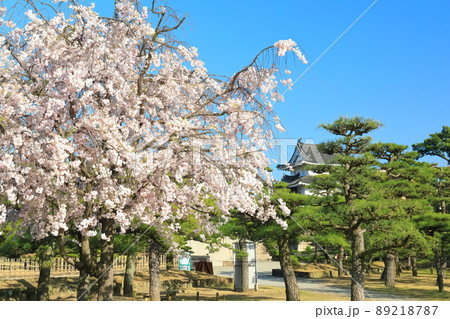 【香川県】晴天下の高松城の満開桜(玉藻公園 桜の馬場) 【香川県】晴天下の高松城の満開桜(玉藻公園 桜の馬場) 89218787