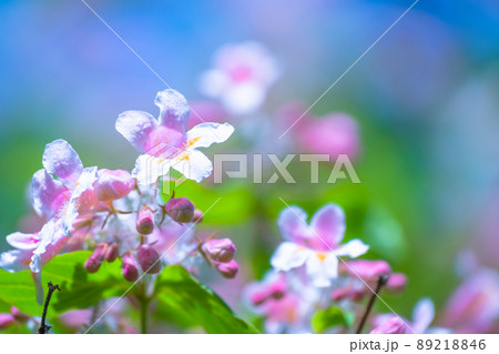 可憐なショウキウツギの花 可憐なショウキウツギの花 89218846