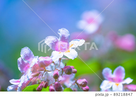 可憐なショウキウツギの花 89218847