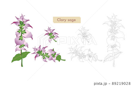 クラリセージ・クラリセージの線画・クラリセージのイラスト素材・精油&アロマ クラリセージ・クラリセージの線画・クラリセージのイラスト素材・精油&アロマ 89219028