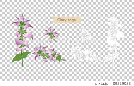 クラリセージ・クラリセージの線画・クラリセージのイラスト素材・精油&アロマ クラリセージ・クラリセージの線画・クラリセージのイラスト素材・精油&アロマ 89219028