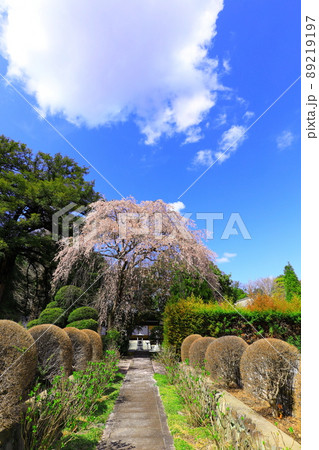 あきる野市 地蔵院の桜 あきる野市 地蔵院の桜 89219197