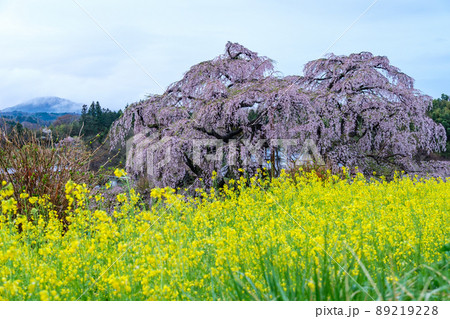 菜の花と滝桜 菜の花と滝桜 89219228