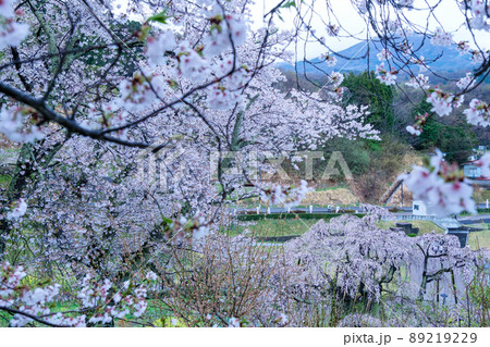 滝桜と山並 89219229