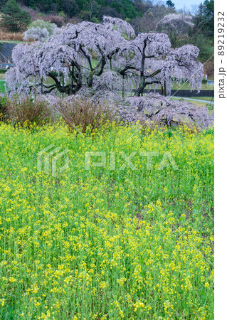 三春滝桜と菜の花 三春滝桜と菜の花 89219232