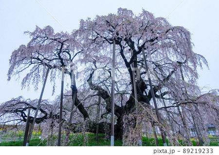 朝の三春滝桜 89219233