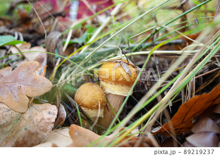 Honey mushrooms grow among the grass and leaves Honey mushrooms grow among the grass and leaves 89219237