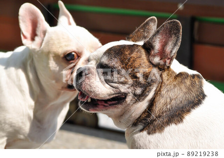dog or french bulldog, two dogs dog or french bulldog, two dogs 89219238