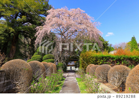あきる野市　地蔵院の桜 89219288