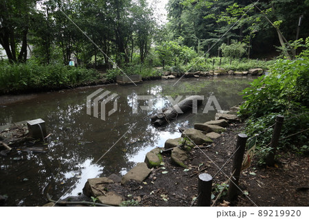 林試の森公園 林試の森公園 89219920