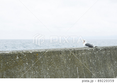 堤防の上であくびをするカモメ 89220359