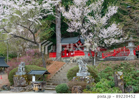 金龍神社の桜 金龍神社の桜 89220452