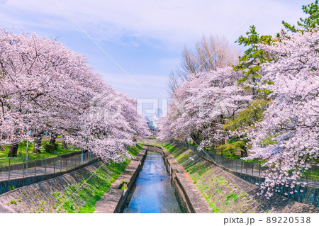 善福寺川緑地の桜並木　東京春風景 89220538