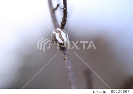 冬、枝についた硬いイラガの繭 89220697