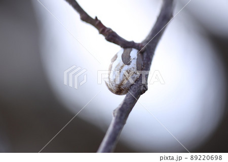 冬、枝についた硬いイラガの繭 冬、枝についた硬いイラガの繭 89220698