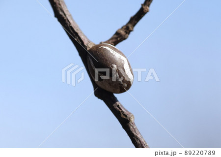 冬、枝についた硬いイラガの繭 89220789