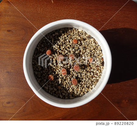 多肉植物 小さなリトープスの赤ちゃん苗 5ミリから1センチサイズ 写真 多肉植物 小さなリトープスの赤ちゃん苗 5ミリから1センチサイズ 写真 89220820