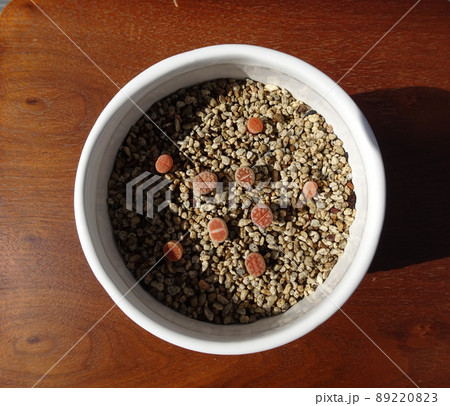 多肉植物 小さなリトープスの赤ちゃん苗 5ミリから1センチサイズ 写真 多肉植物 小さなリトープスの赤ちゃん苗 5ミリから1センチサイズ 写真 89220823