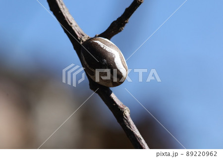 冬、枝についた硬いイラガの繭 冬、枝についた硬いイラガの繭 89220962
