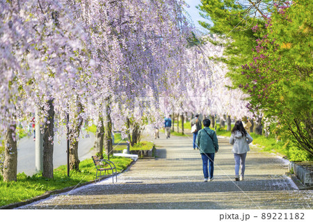 福島県　日中線しだれ桜並木 89221182