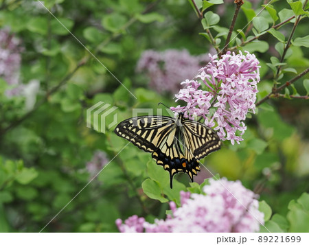 丁子桜の蜜を吸うナミアゲハ 89221699