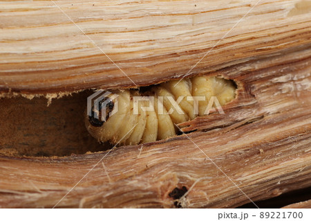 割った、ナラの木の中から出てきた、カミキリムシの幼虫 89221700