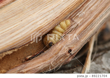 割った、ナラの木の中から出てきた、カミキリムシの幼虫 89221704