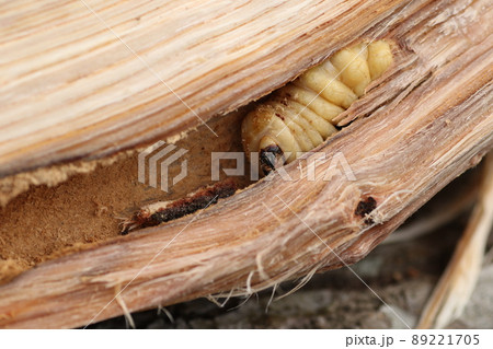 割った、ナラの木の中から出てきた、カミキリムシの幼虫 89221705