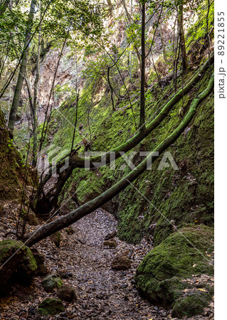 Flowers and trees in the Finca de Osorio Botanical Park near Teror, Gran Canaria Island, Spain 89221855