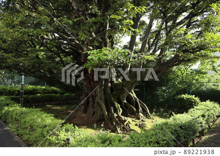 旧細川邸のシイ 89221938