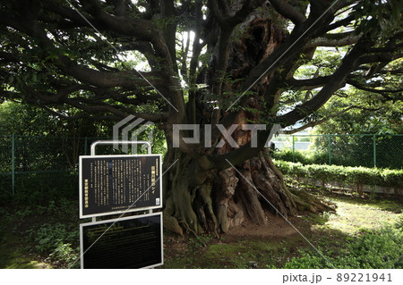 旧細川邸のシイ 旧細川邸のシイ 89221941