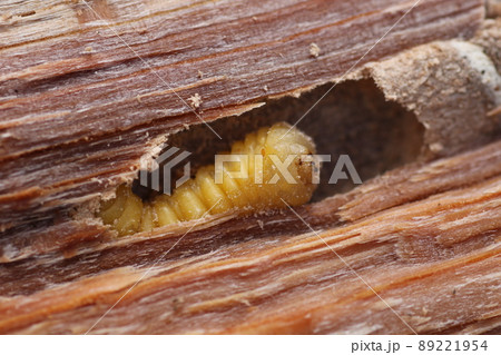 割った、ナラの木の中から出てきた、カミキリムシの幼虫 89221954
