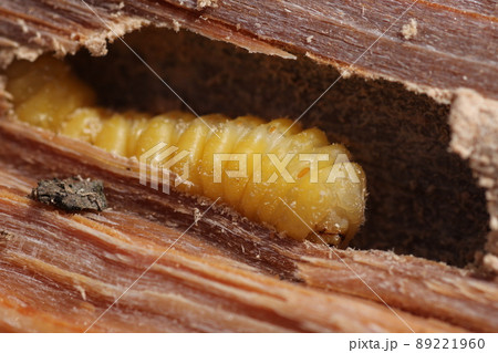 割った、ナラの木の中から出てきた、カミキリムシの幼虫 89221960