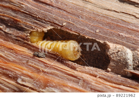割った、ナラの木の中から出てきた、カミキリムシの幼虫 89221962