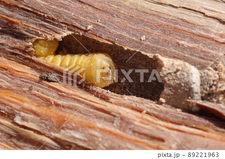 割った、ナラの木の中から出てきた、カミキリムシの幼虫 89221963