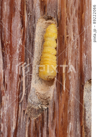 割った、ナラの木の中から出てきた、カミキリムシの幼虫 89222066