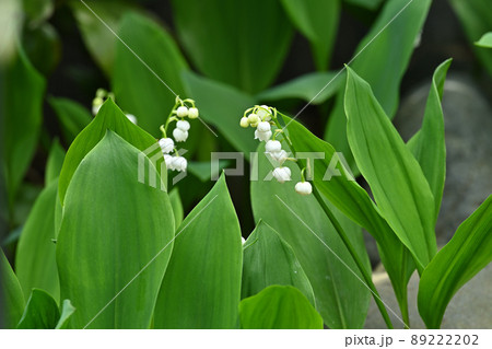 スズラン 89222202